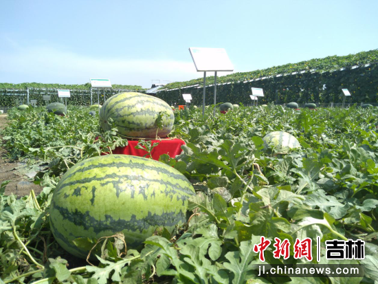 长春农博园种植有多个品种的大西瓜。 高龙安/ 摄