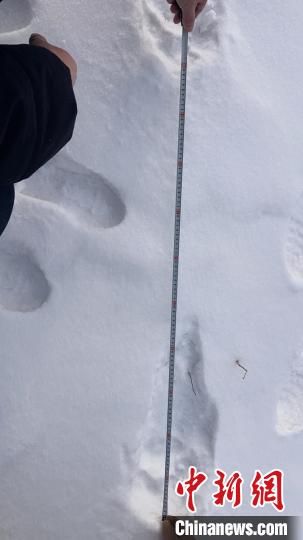 1月11日在敦化林区发现的野生东北虎足迹。吉林省林草局供图