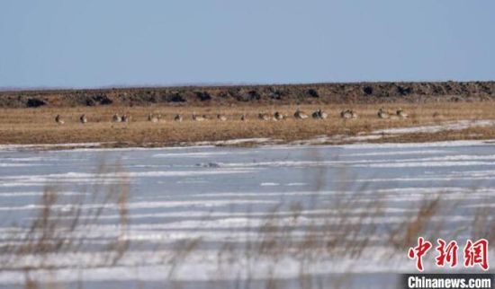 吉林莫莫格国家级自然保护区内发现了野生大鸨越冬种群 潘盛昱 摄