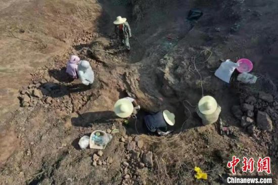 图为云南禄丰恐龙幼体化石发掘现场 。　云南大学提供