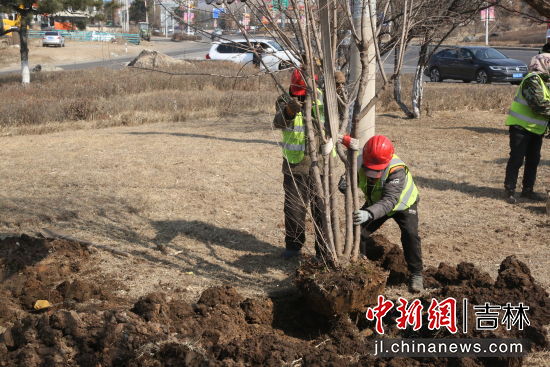 延吉市局子街綠化工程有序推進