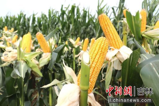 公主岭市委宣传部/供图 公主岭市委宣传部/供图