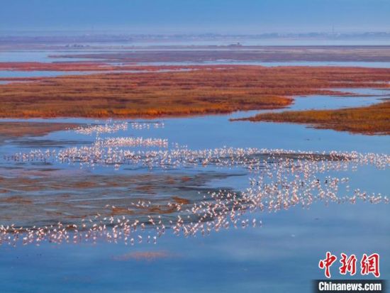 4月16日,吉林镇赉,大批白鹤在莫莫格湿地停歇。 潘晟昱 摄 4月16日,吉林镇赉,大批白鹤在莫莫格湿地停歇。 潘晟昱 摄